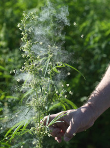 Industrial hemp pollinates prolifically. A slight tap can release a thick cloud of pollen from the plant. (Purdue Agricultural Communication photo/Tom Campbell)